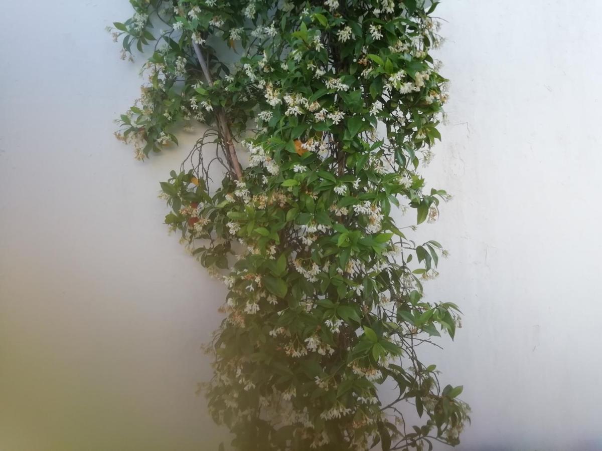דירות בז'ה Casa Do Jardim מראה חיצוני תמונה
